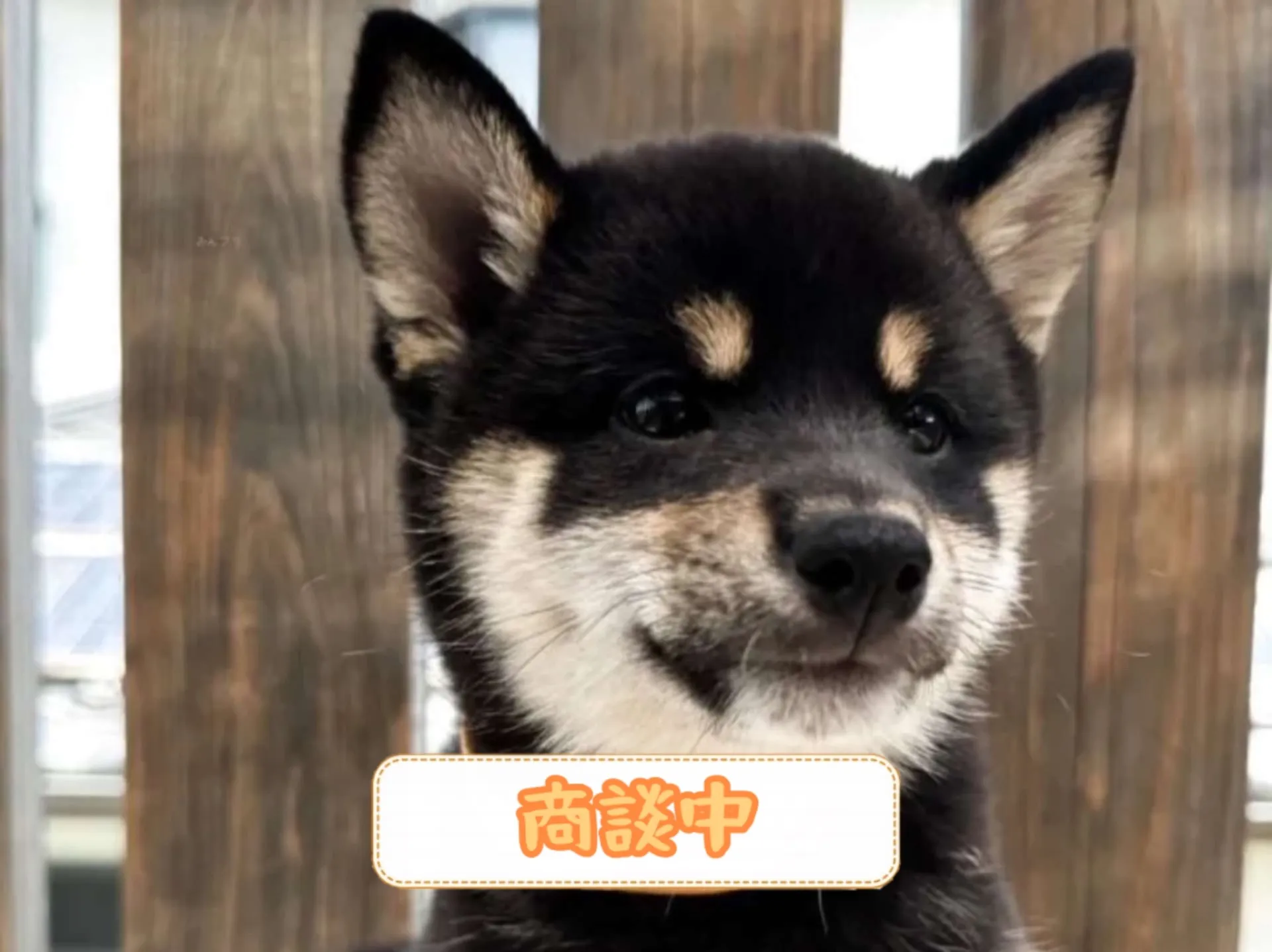 柴犬