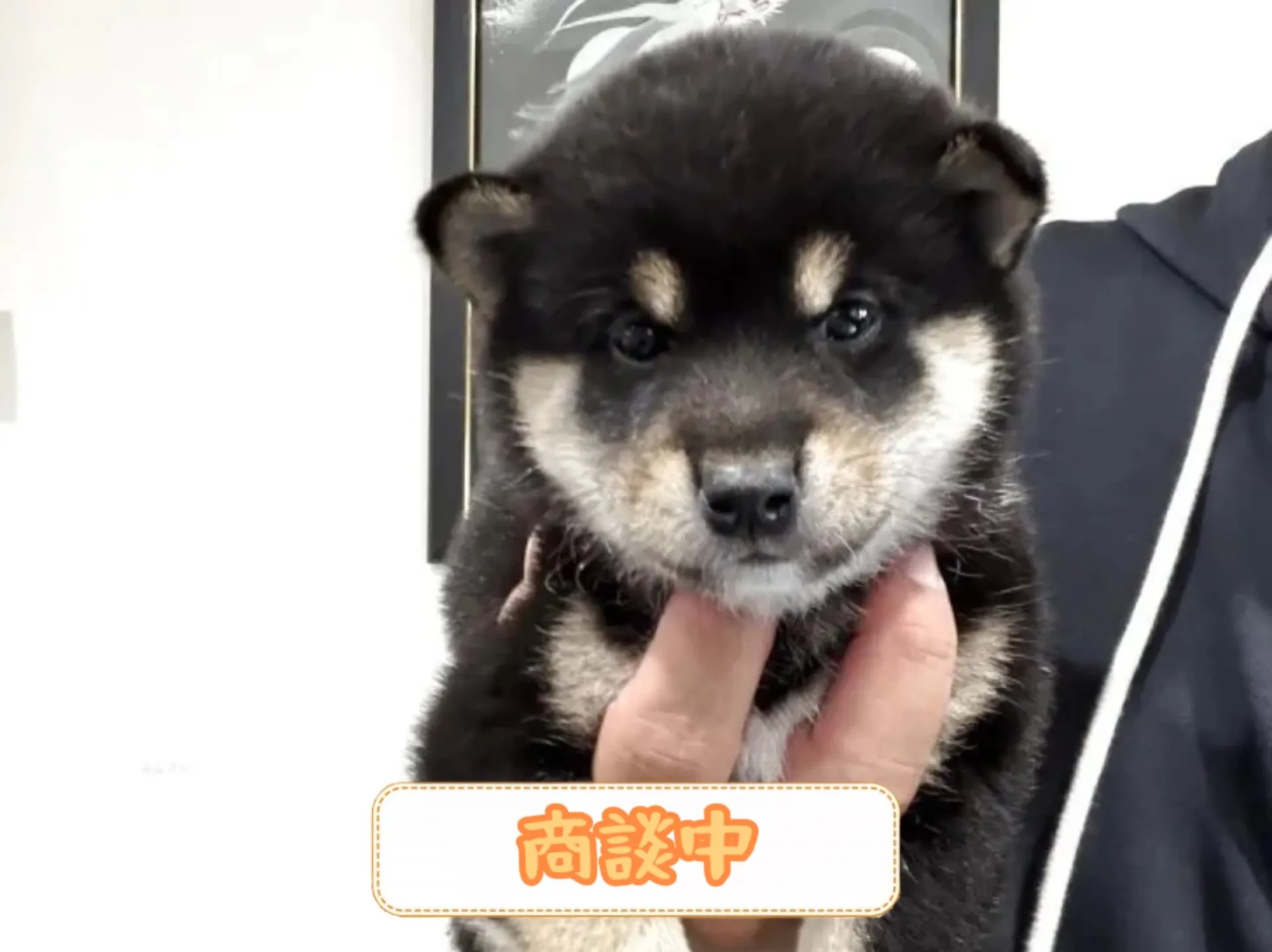 豆柴