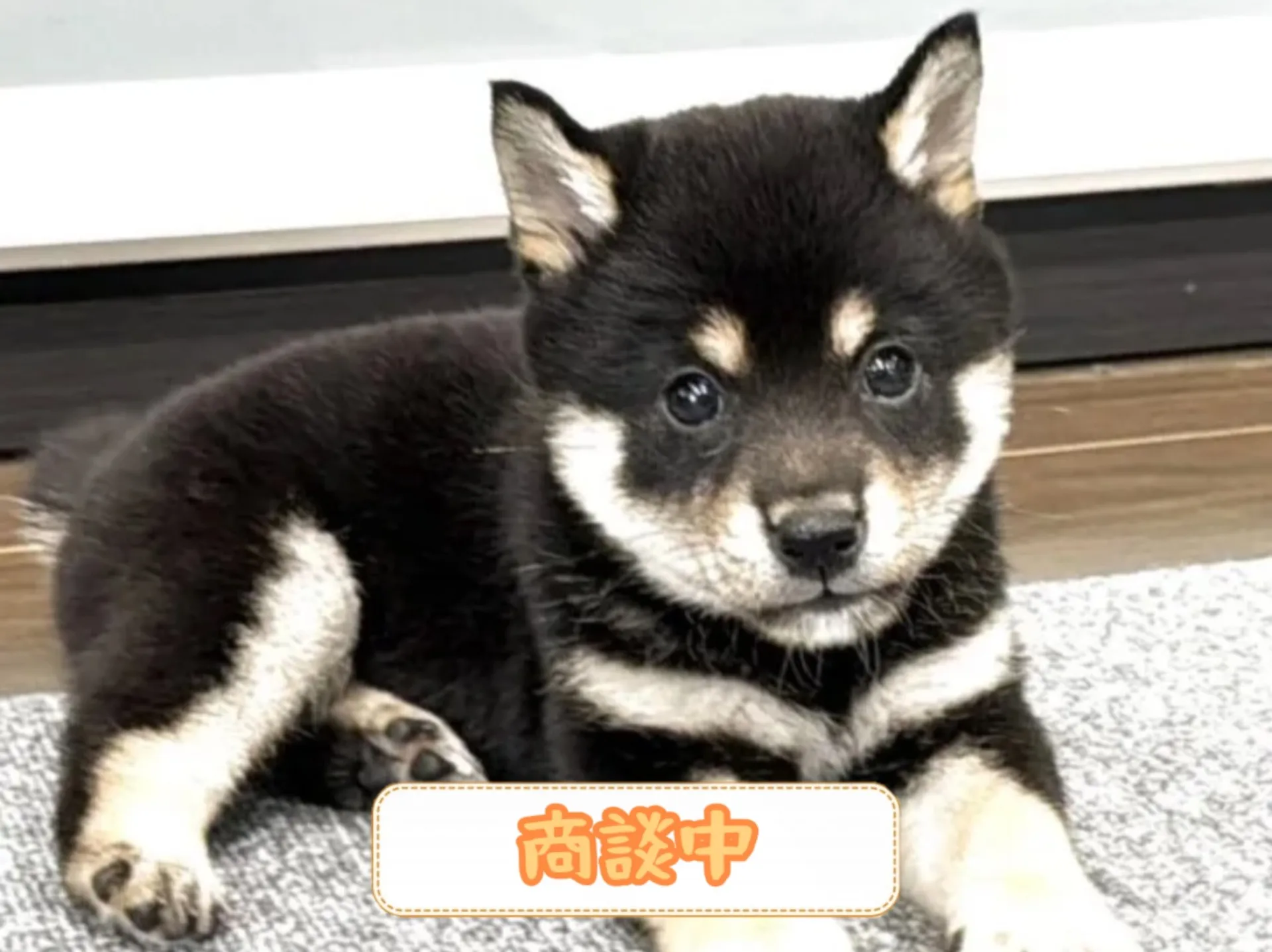 豆柴