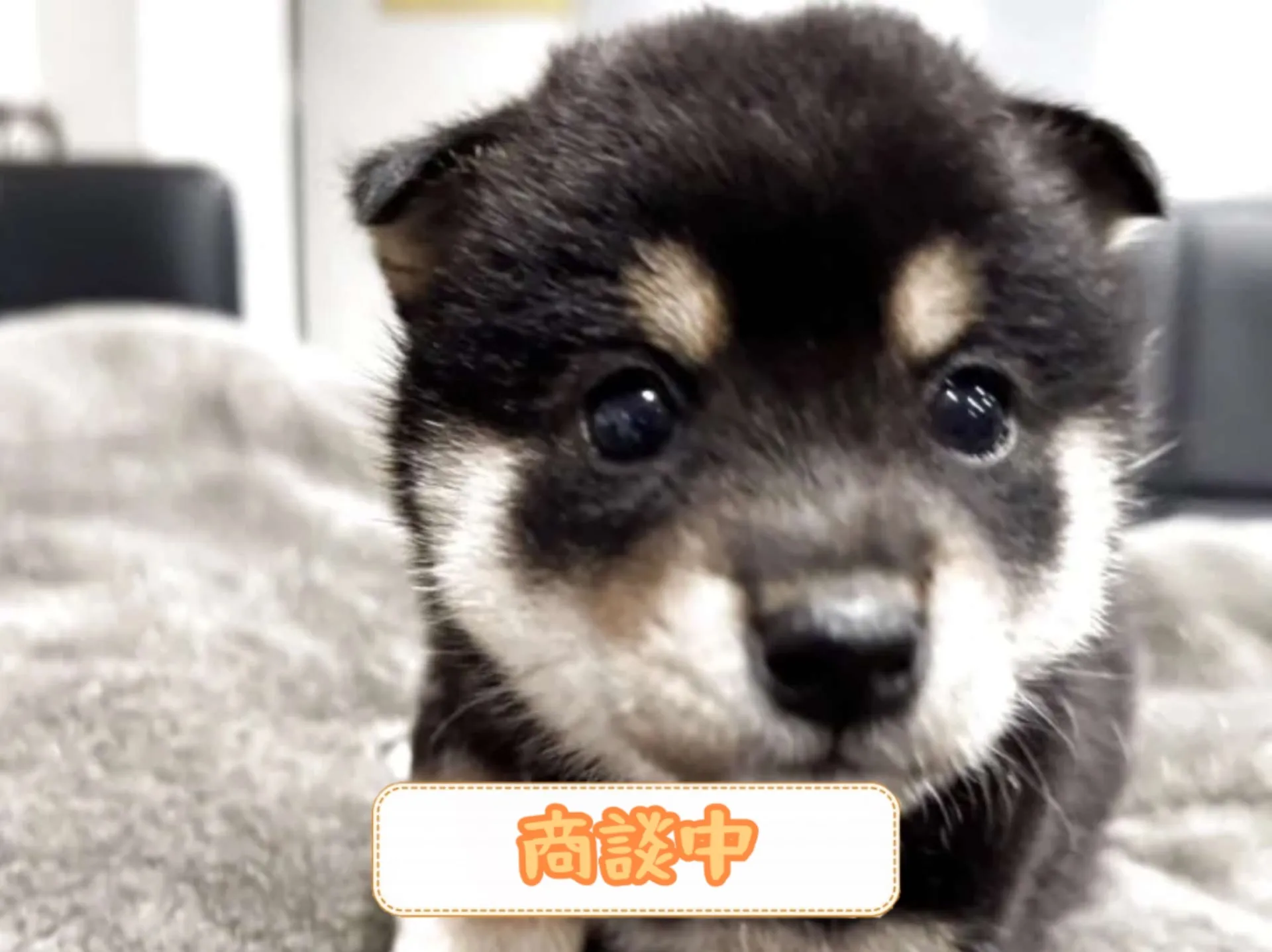 豆柴