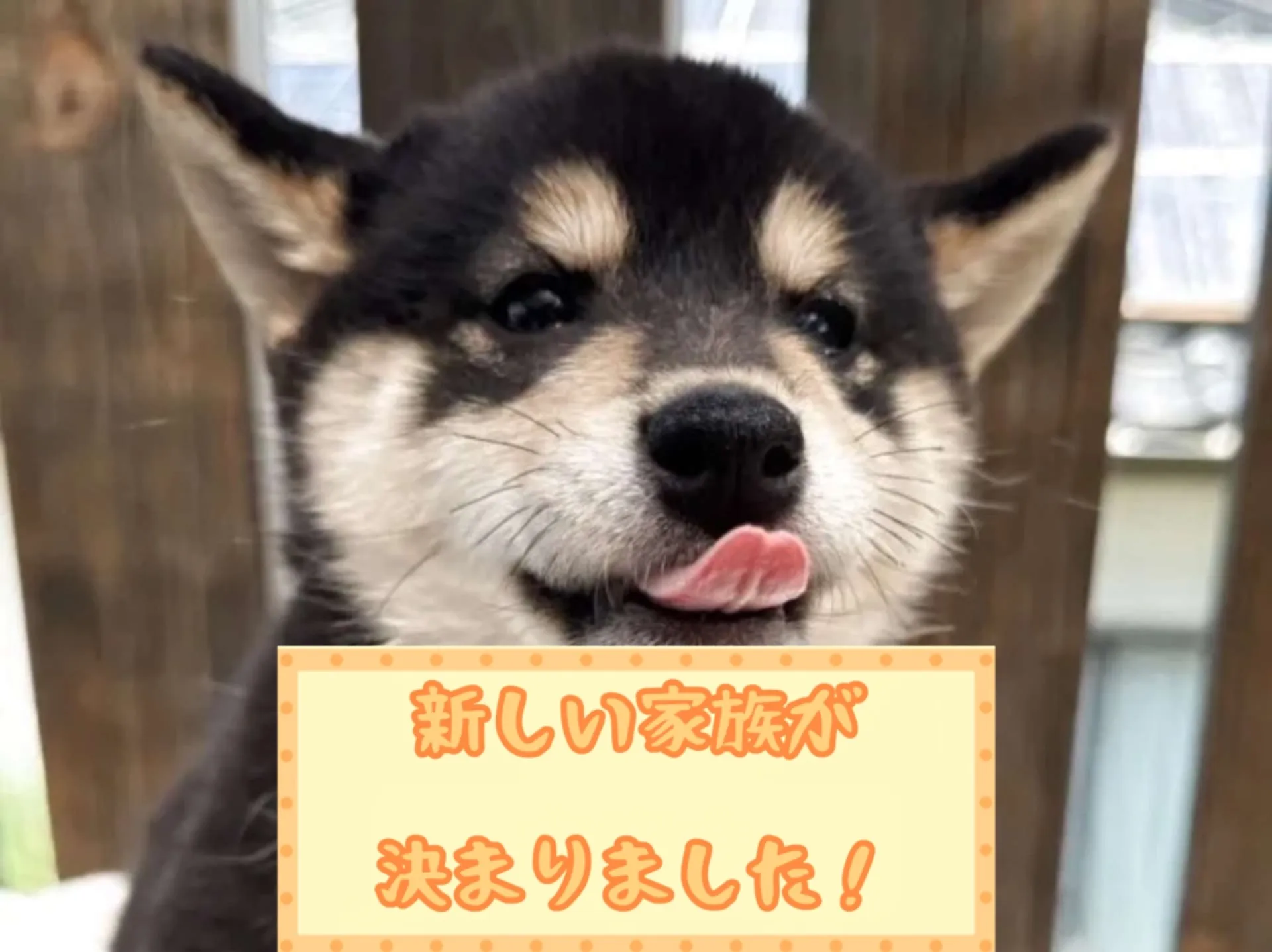 柴犬