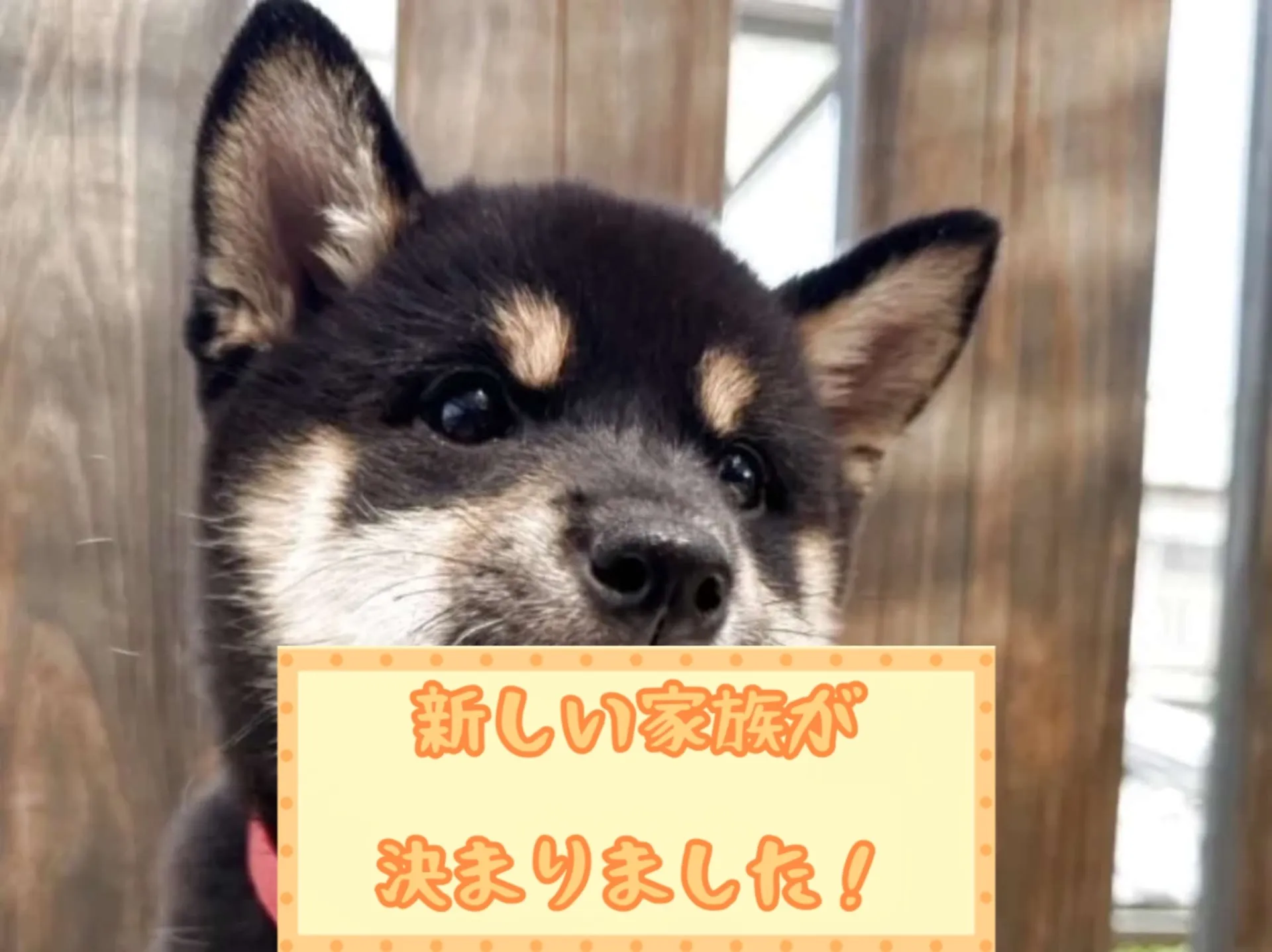 柴犬