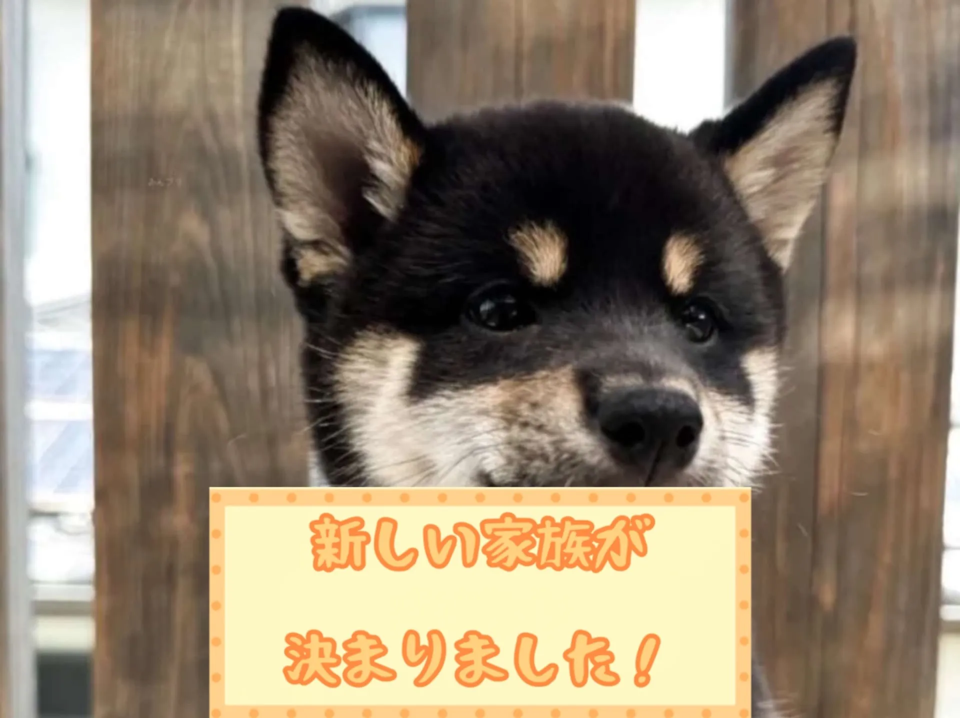 柴犬