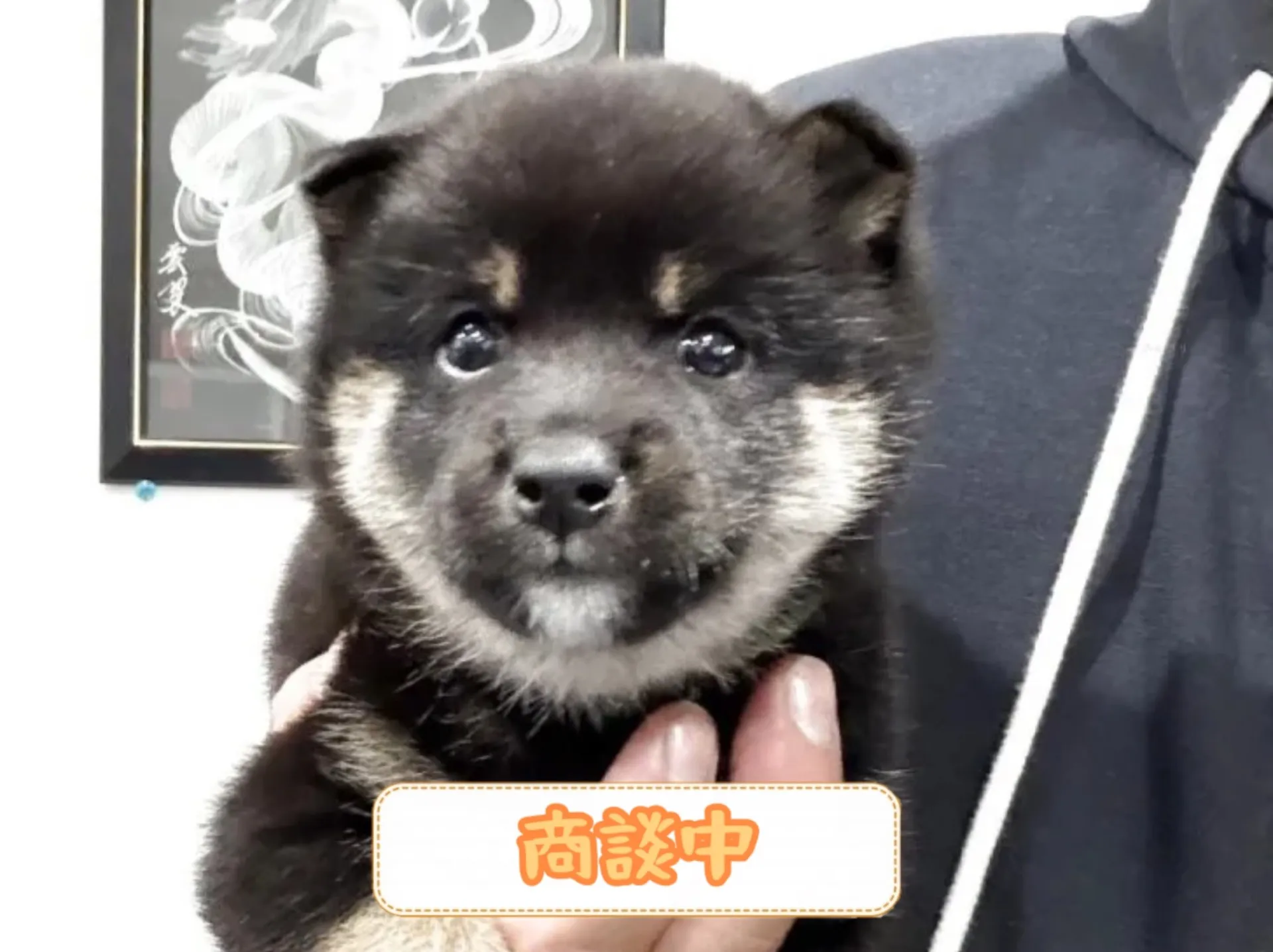 豆柴