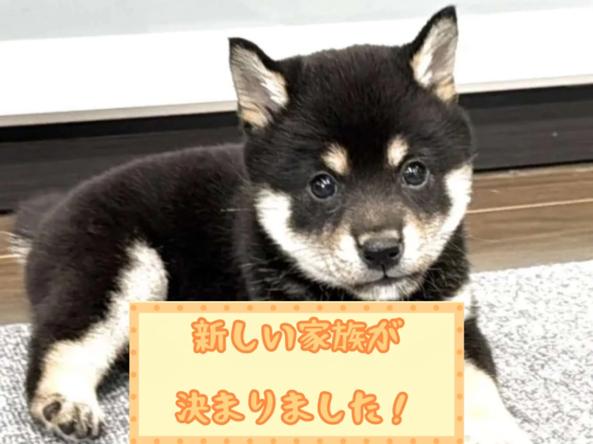 豆柴