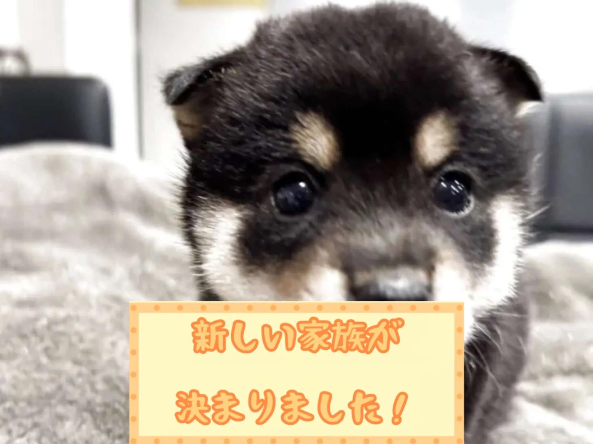 豆柴