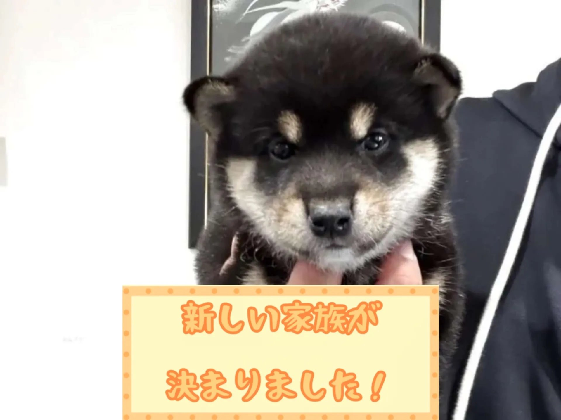 豆柴