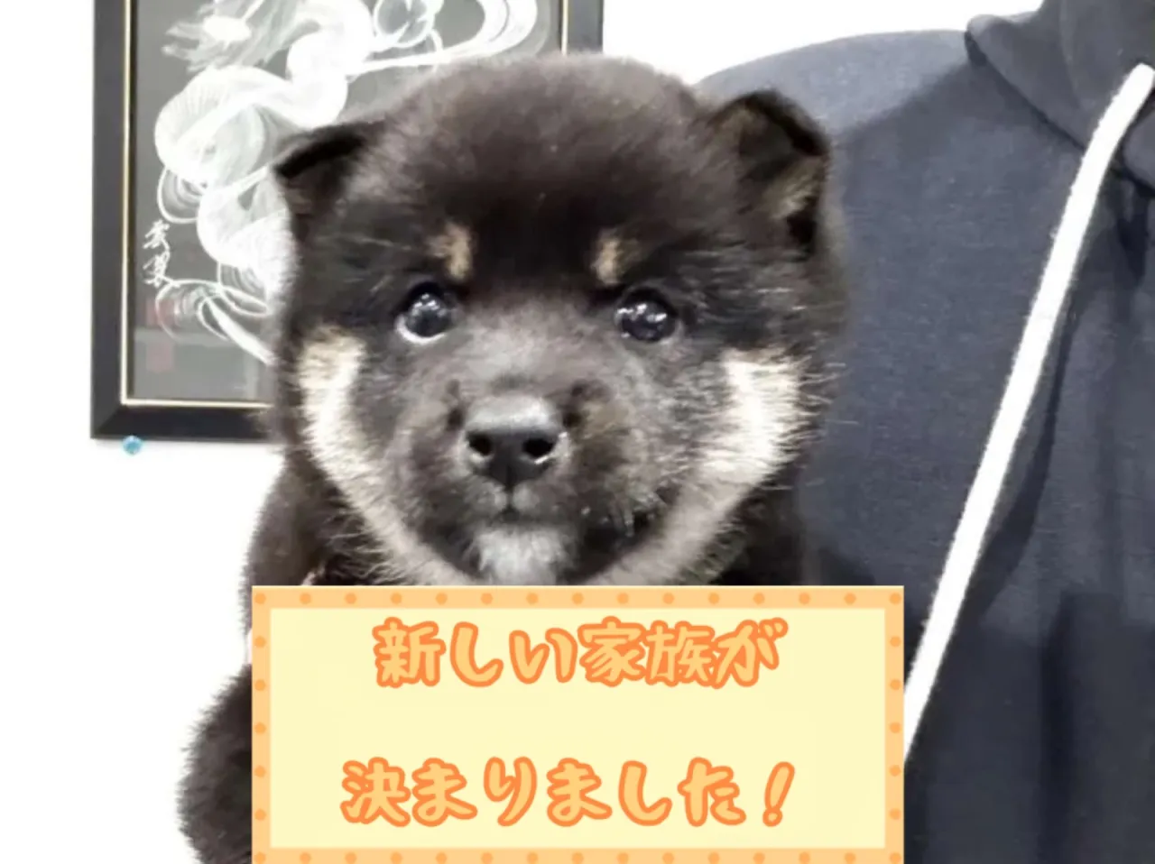 豆柴