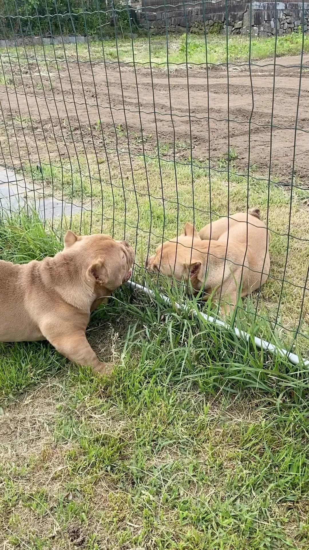 ⭐️エキゾチックブリーおもち＆キング‼️