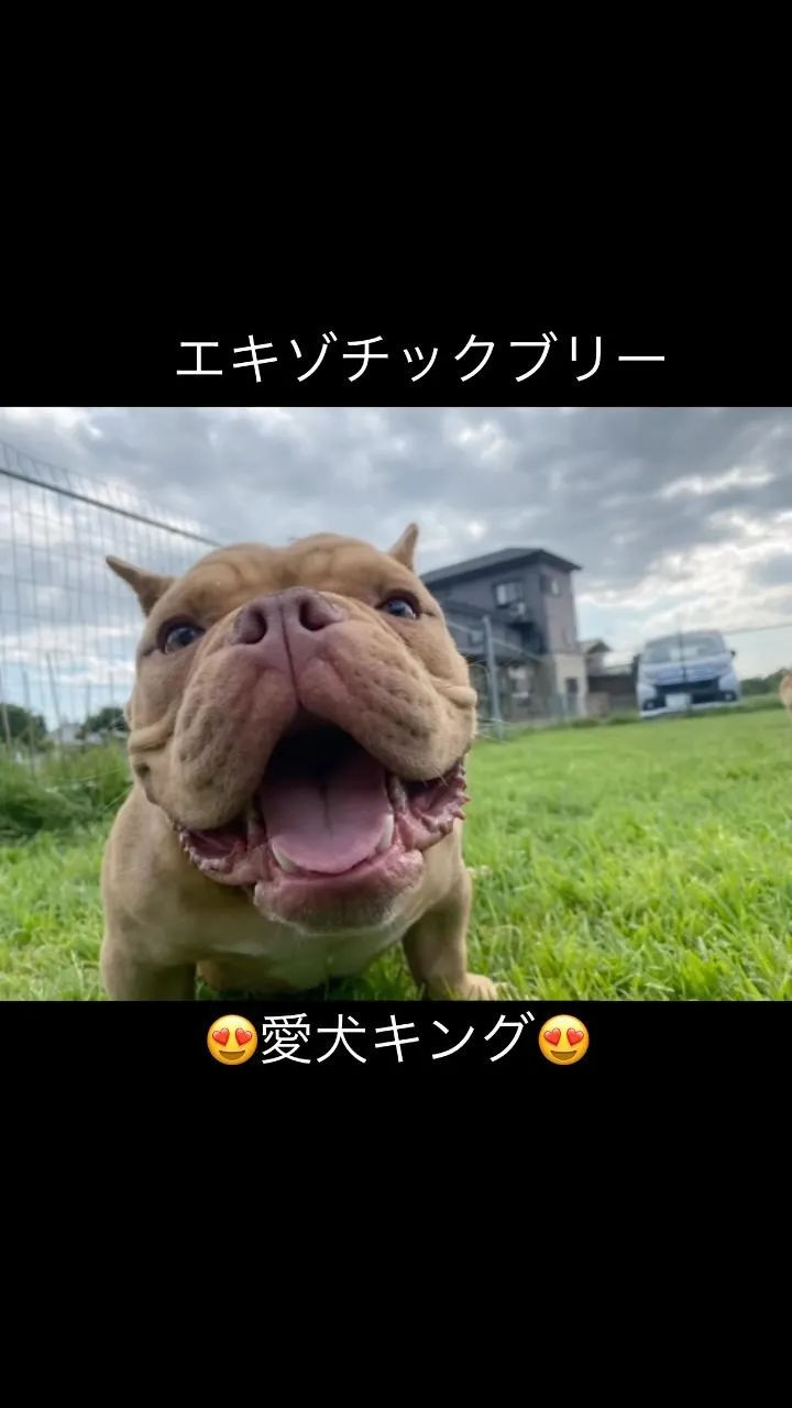 ⭐️エキゾチックブリー愛犬キング😍可愛い