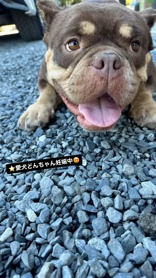 ⭐️愛犬エキゾチックブリーどんちゃん😍妊娠中です！楽しみ😍