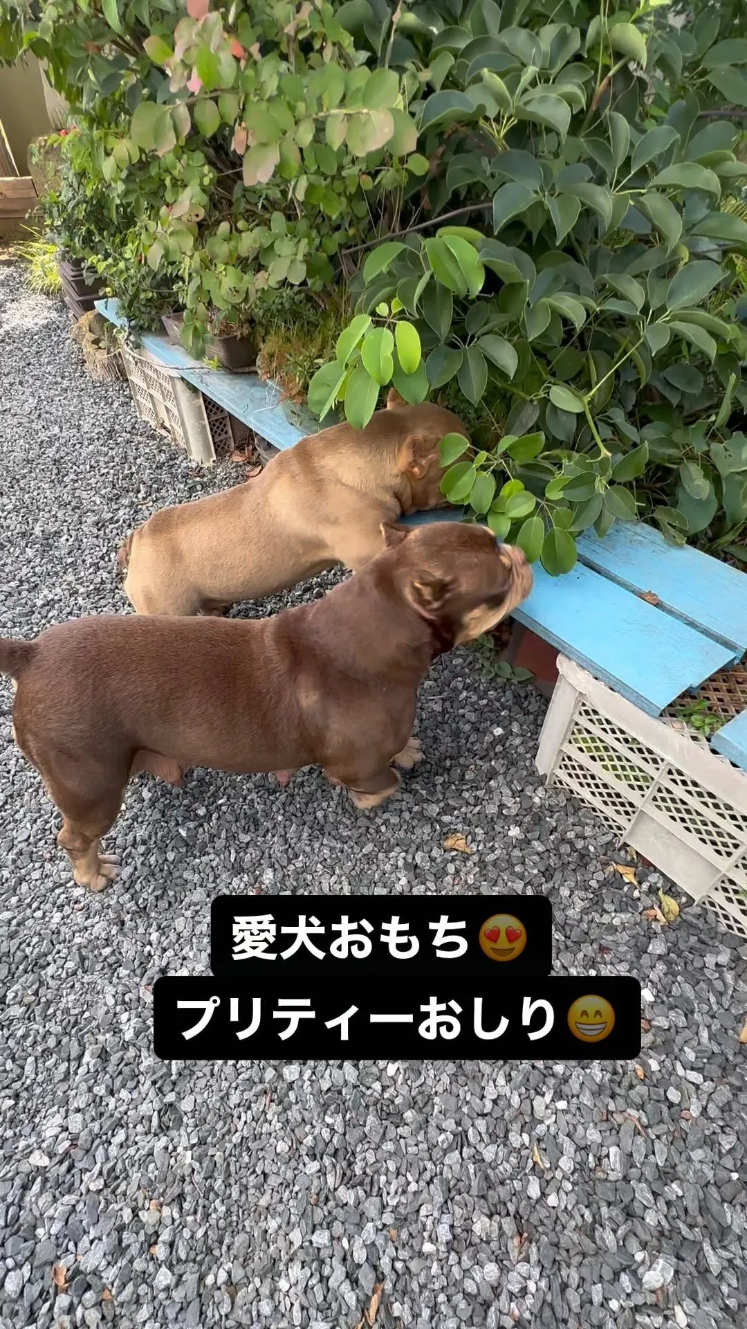 愛犬エキゾチックブリーおもち‼️