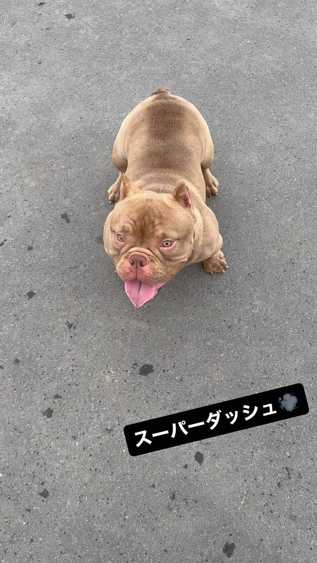 愛犬おもち　エキゾチックブリー