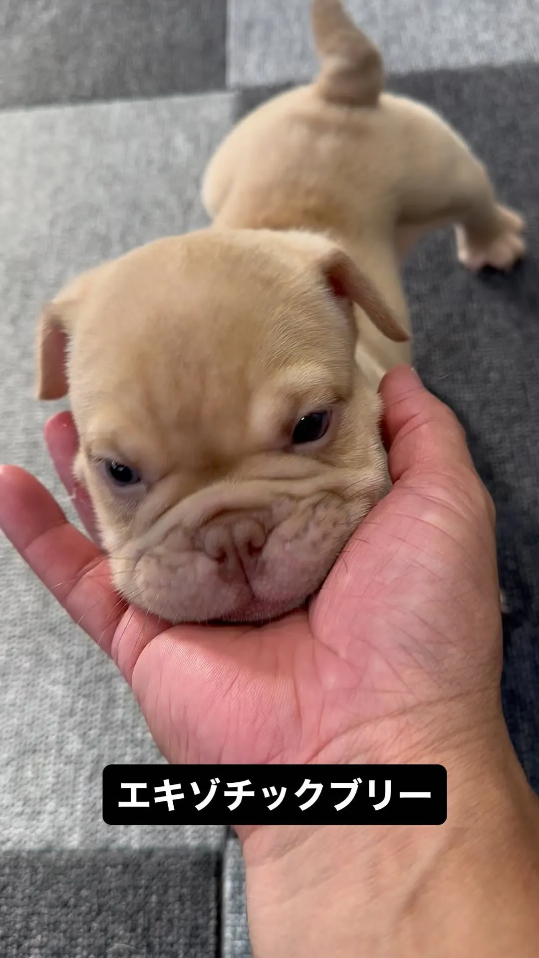 エキゾチックブリー両親外産犬‼️ご家族様募集中です♪気になる...