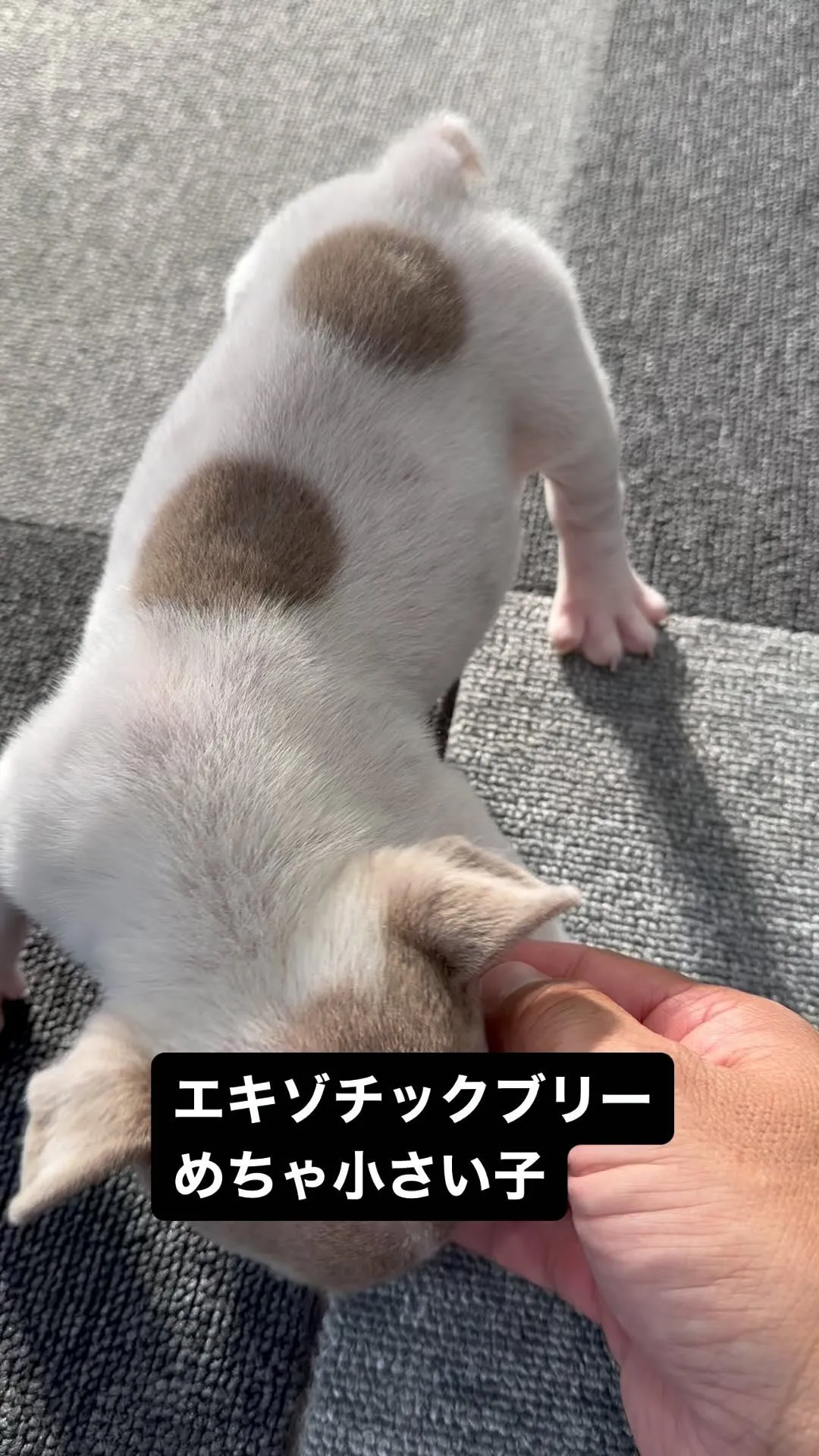 エキゾチックブリー両親外産犬‼️ご家族様募集中です♪気になる...