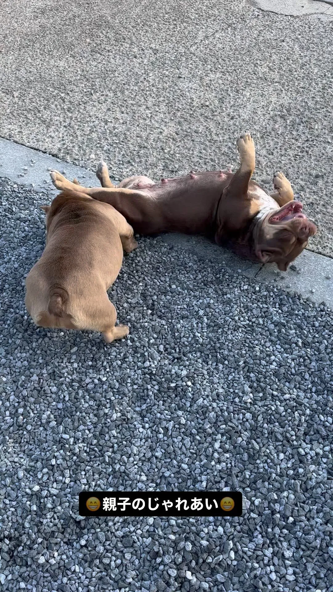 エキゾチックブリー愛犬おもち&どんちゃん😁