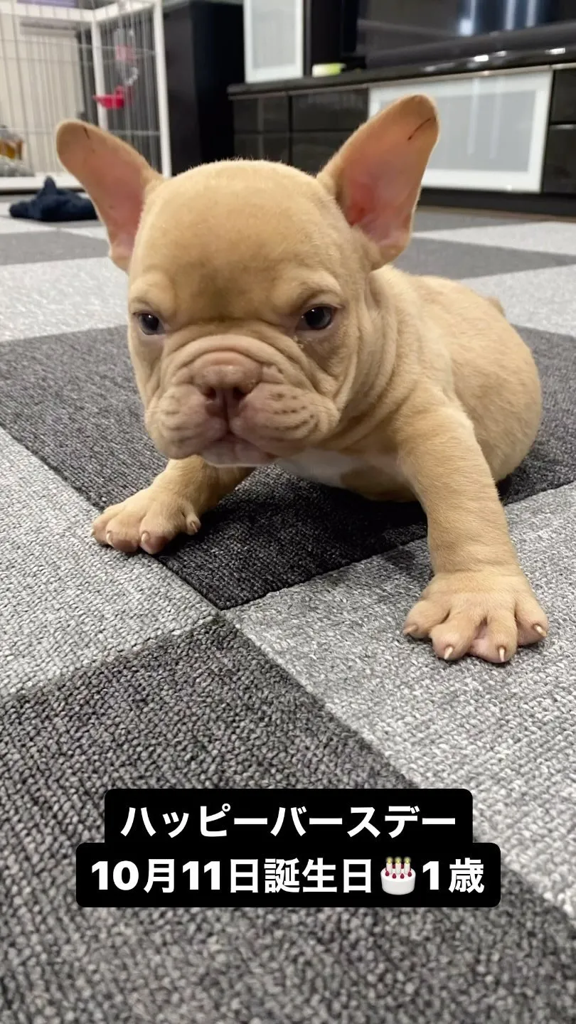 愛犬おもち&キング😍10月11日誕生日おめでとう🎉1歳になり...