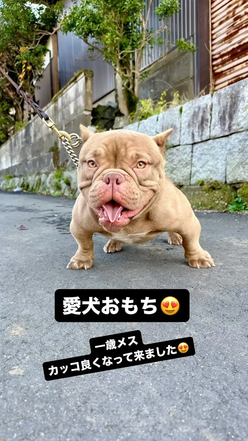 愛犬おもち😍エキゾチックブリー