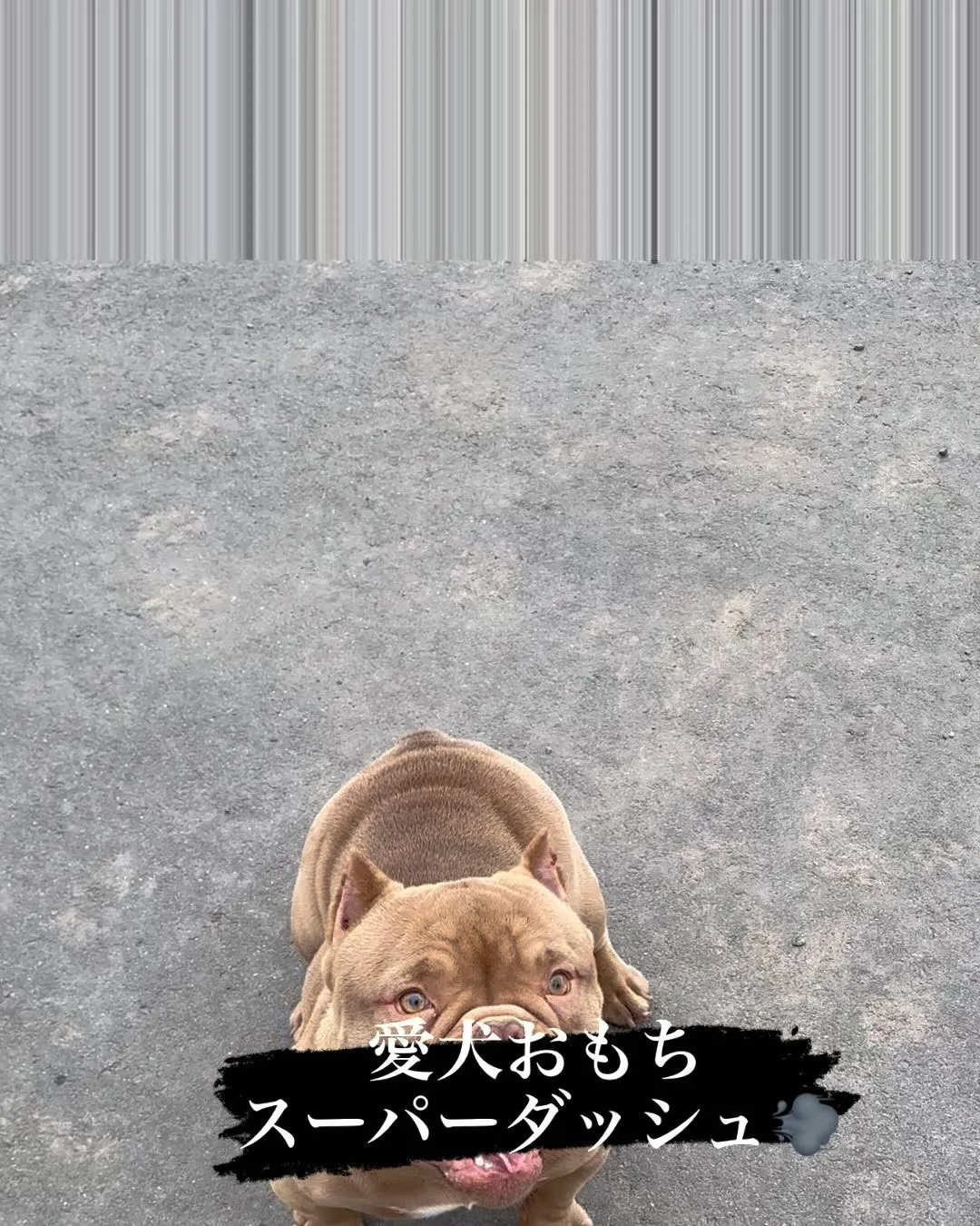 愛犬おもち　エキゾチックブリー