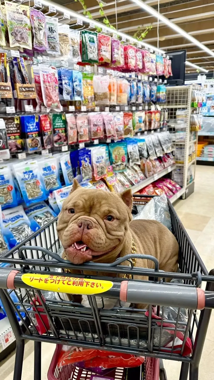 エキゾチックブリー愛犬おもち😍