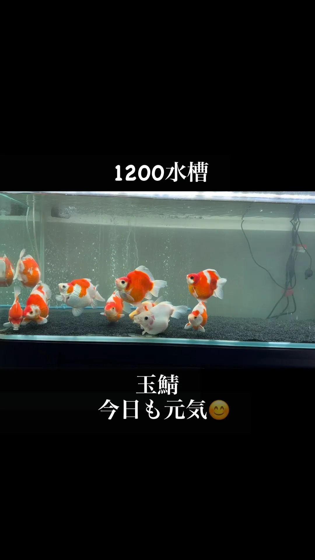 金魚水槽　