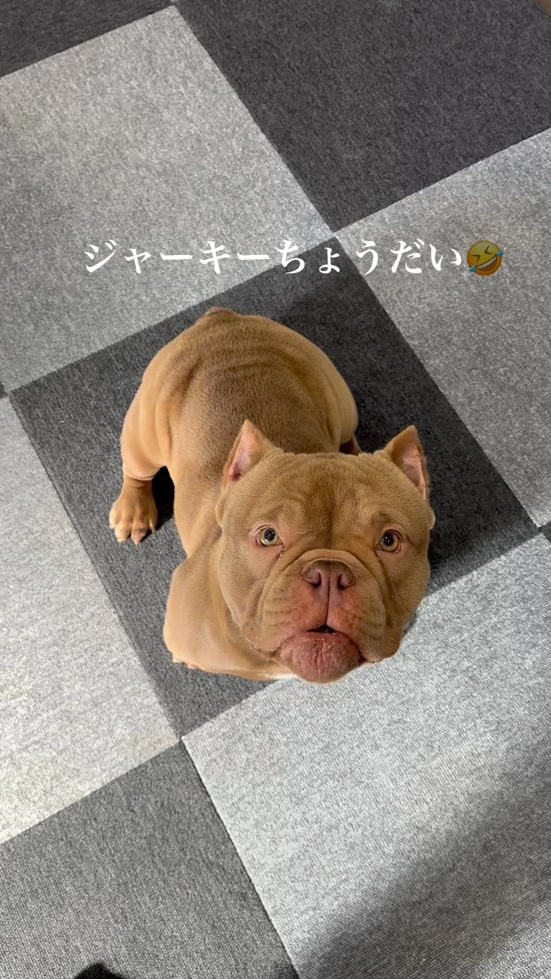 エキゾチックブリー　愛犬おもち😍