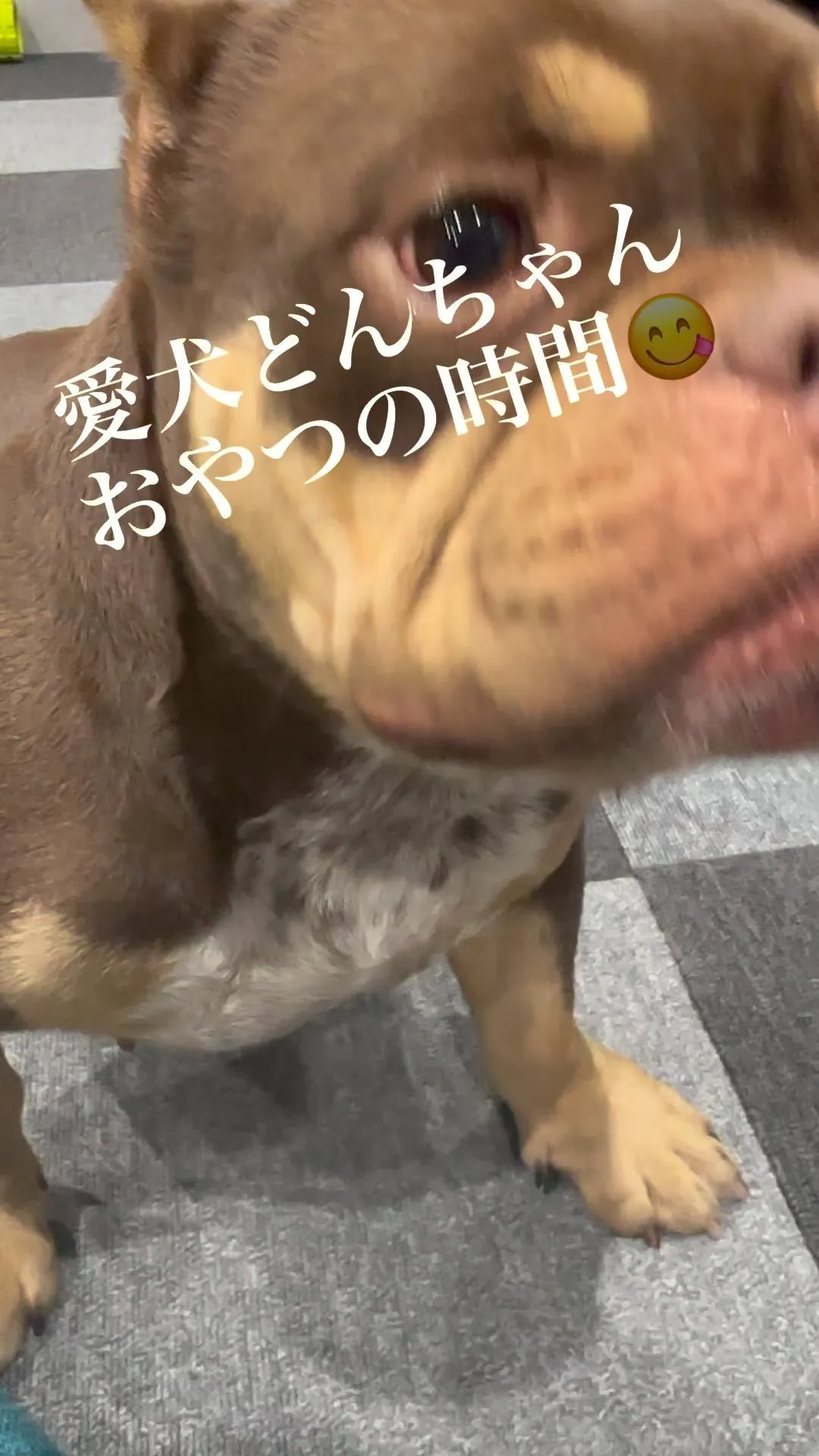 エキゾチックブリー愛犬どんちゃん😍