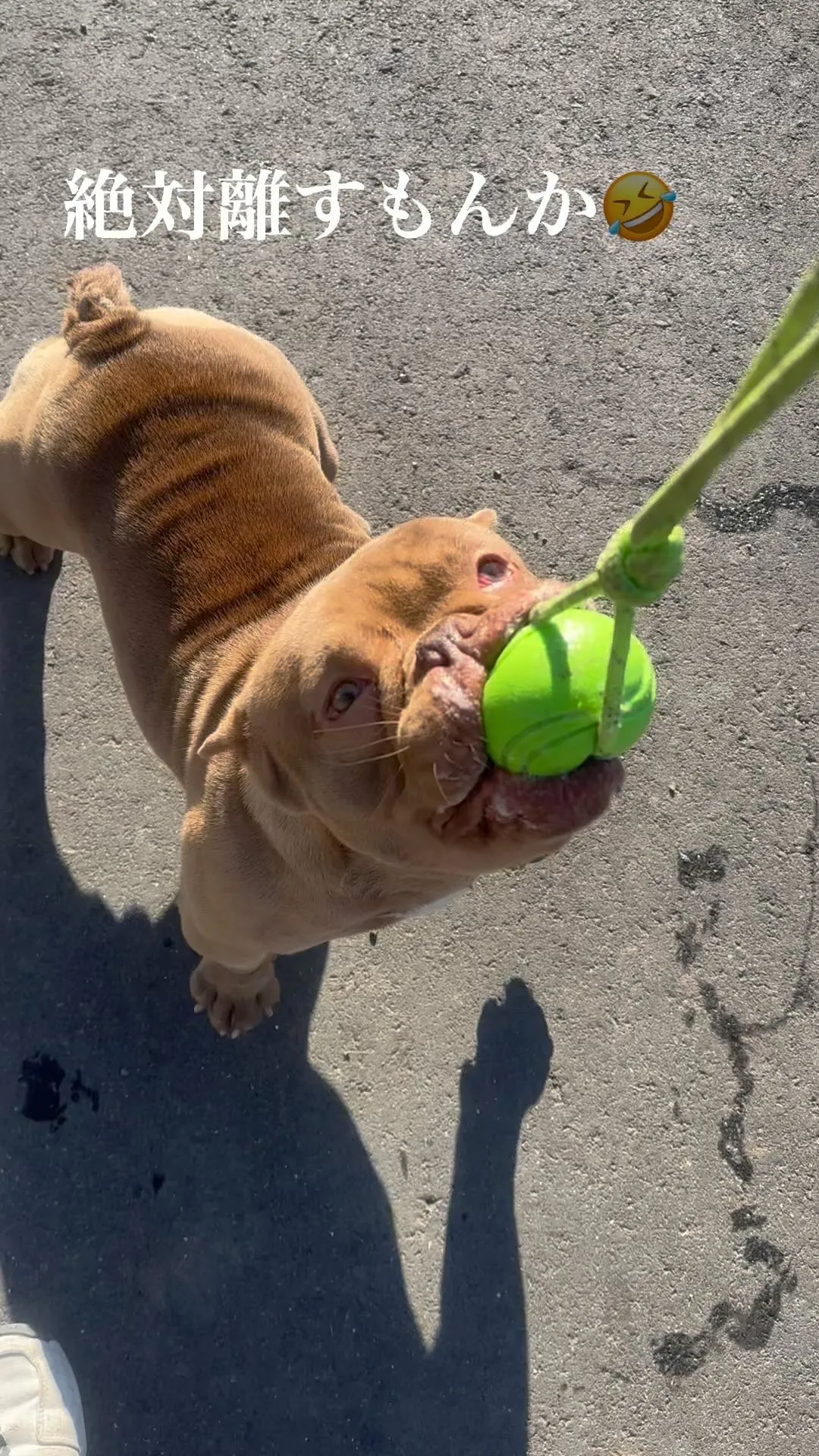 エキゾチックブリー　愛犬おもち