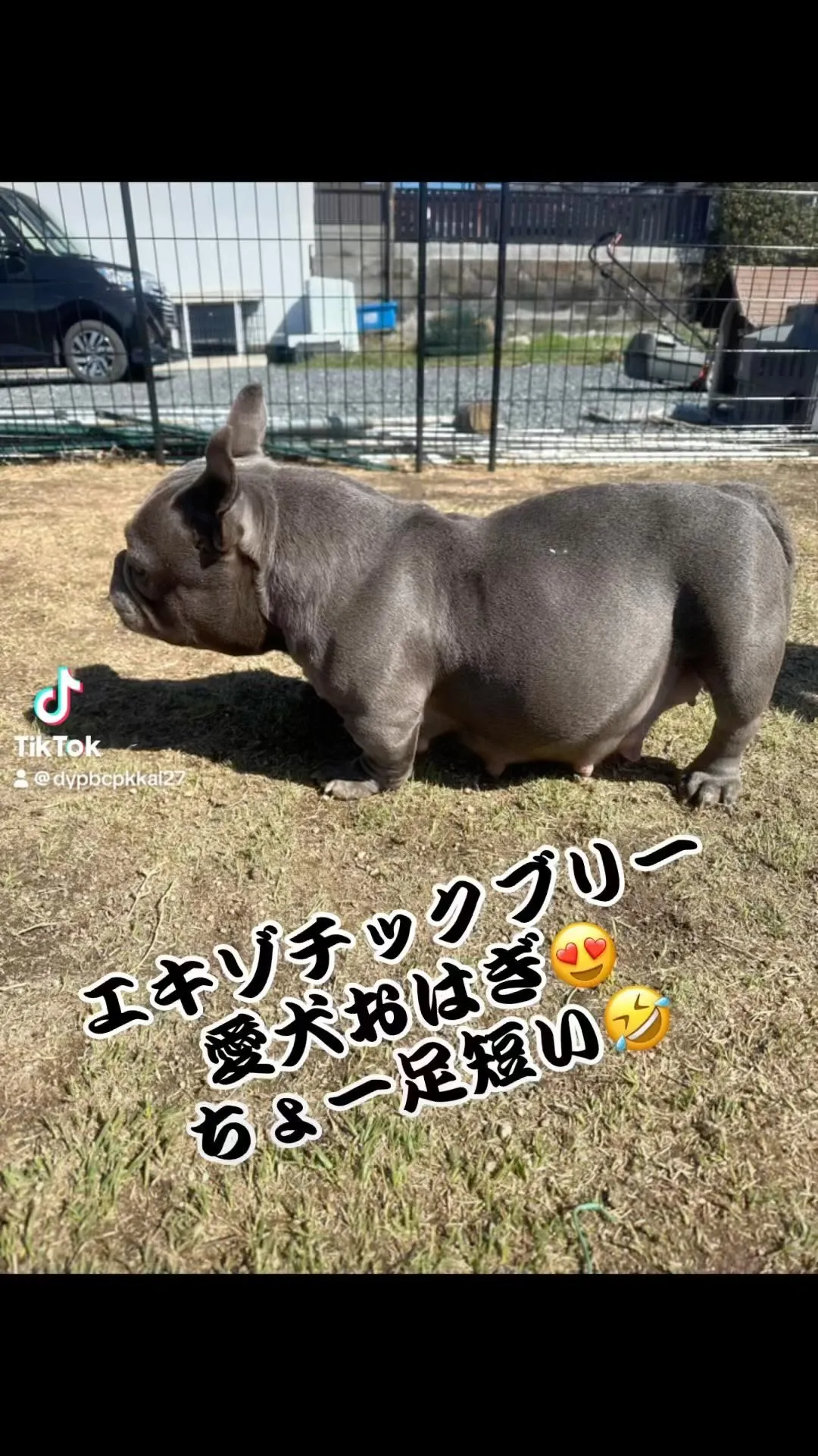 エキゾチックブリー愛犬おはぎ😍