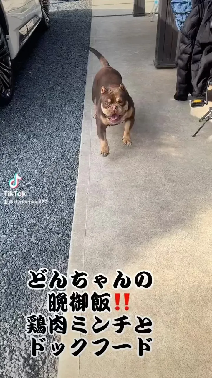 エキゾチックブリー　愛犬どんちゃん😍