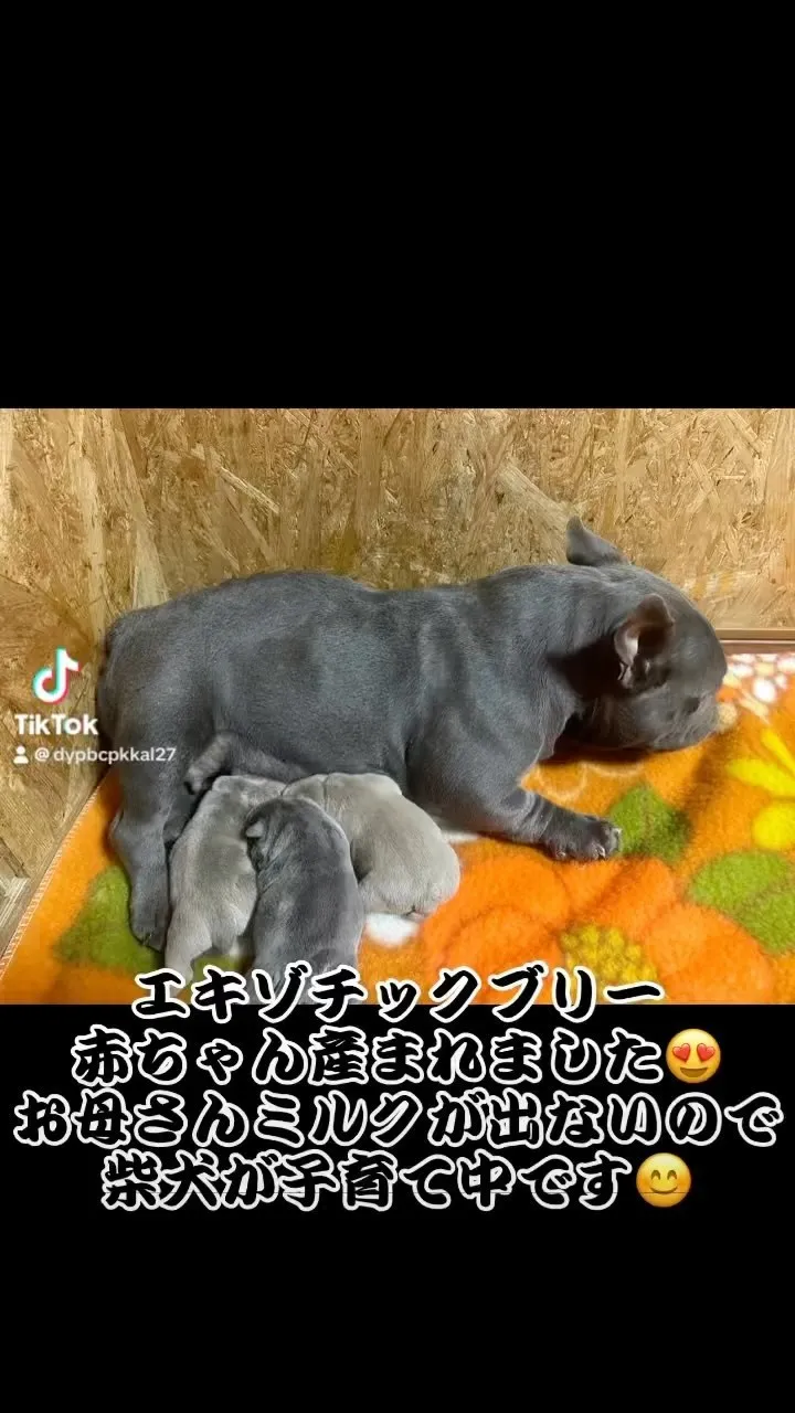 エキゾチックブリー赤ちゃん産まれました😍