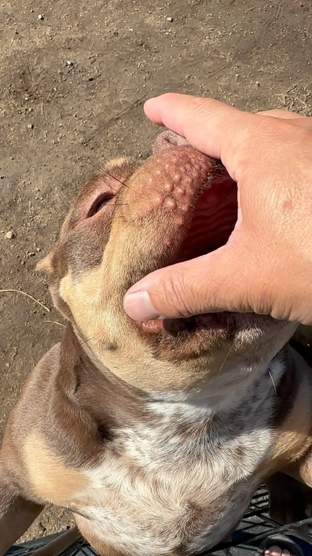 エキゾチックブリー　愛犬どんちゃん&おもち親子